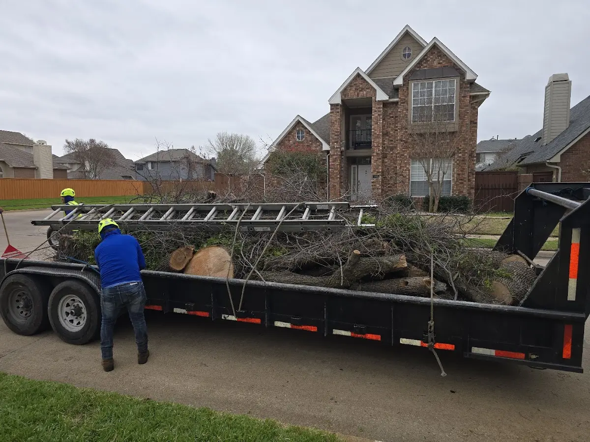 Expert Tree Removal with proper safety equipment in Texarkana